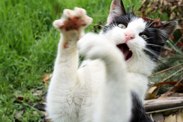 西甲焦点比赛：皇马主场迎战马竞，悬念渐浓，西甲皇马马竞视频直播